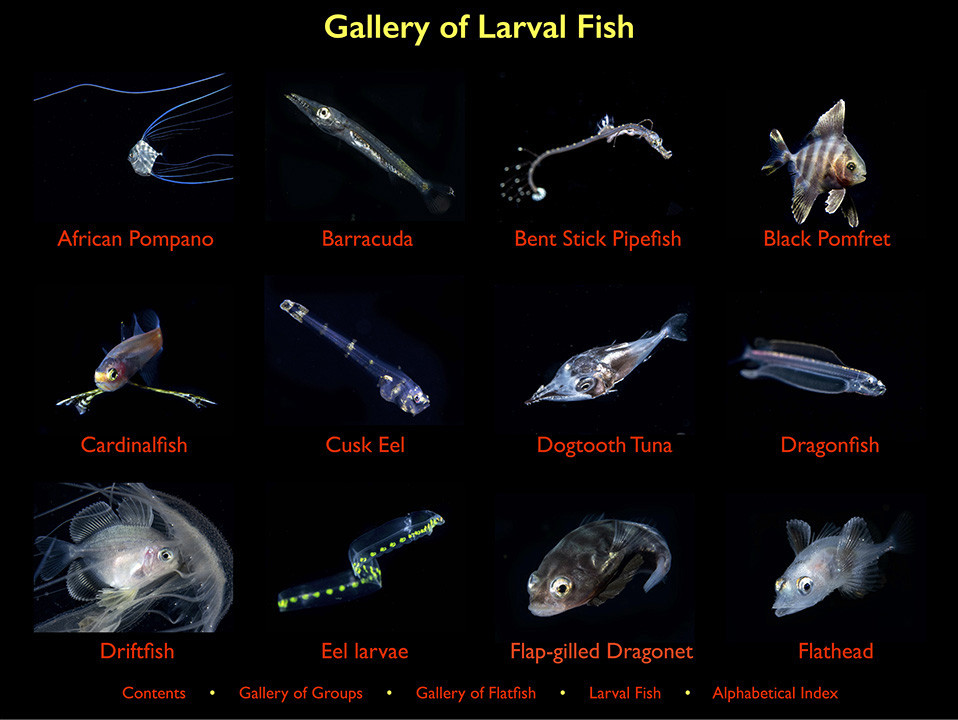 The Amazing and Unique Underwater World of Blackwater Diving